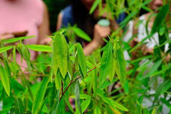 跳舞草為什么會跳舞 跳舞草為什么會跳舞