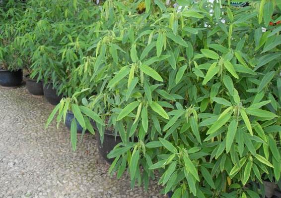 跳舞草為什么會跳舞 跳舞草為什么會跳舞