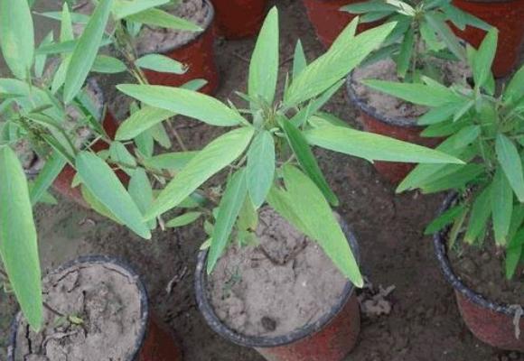 跳舞草為什么會跳舞 跳舞草為什么會跳舞