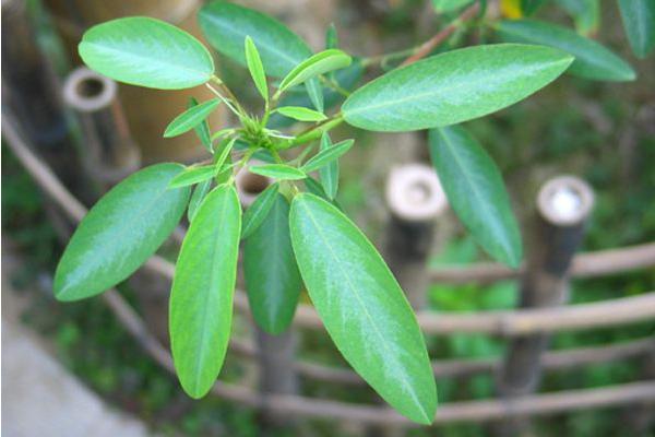 跳舞草為什么會跳舞 跳舞草為什么會跳舞