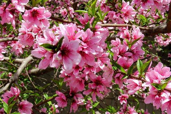 桃花像什么 桃花的特點(diǎn)是什么