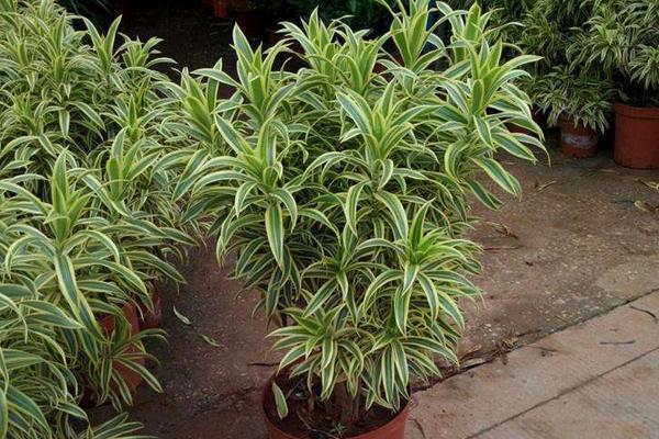 百合竹市場價格多少錢一盆 百合竹的家庭盆栽養(yǎng)護方法