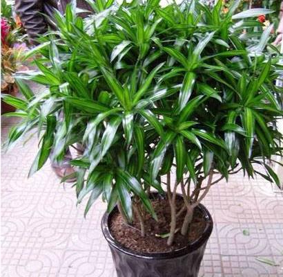 百合竹市場價格多少錢一盆 百合竹的家庭盆栽養(yǎng)護方法