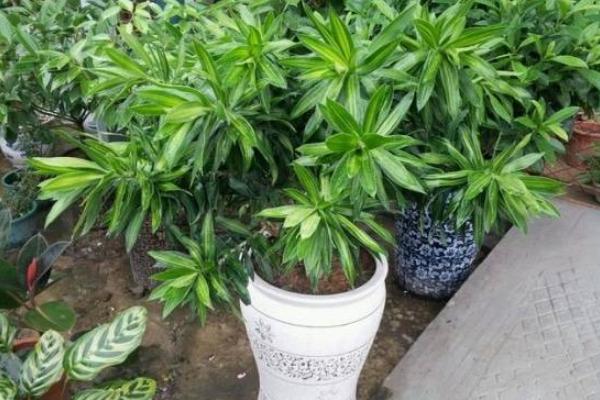 百合竹市場價格多少錢一盆 百合竹的家庭盆栽養(yǎng)護方法