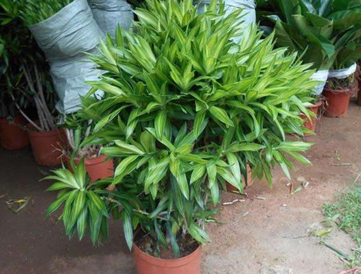 百合竹市場價格多少錢一盆 百合竹的家庭盆栽養(yǎng)護方法