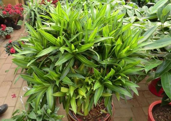 百合竹市場價格多少錢一盆 百合竹的家庭盆栽養(yǎng)護方法