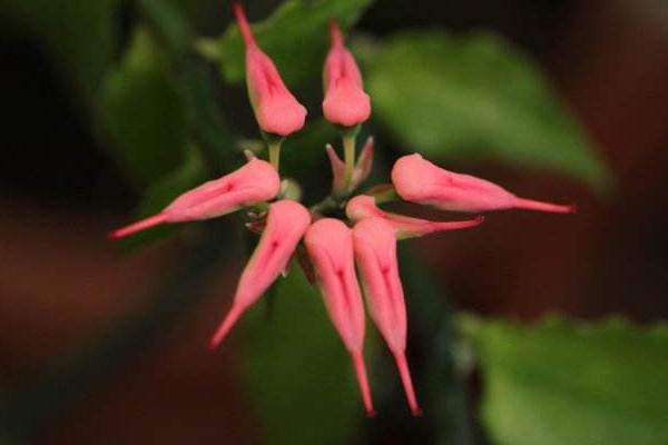 紅雀珊瑚怎么養 紅雀珊瑚養殖方法與注意事項