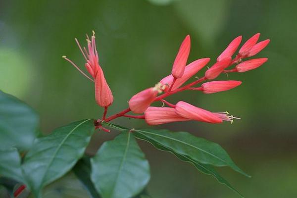 紅雀珊瑚怎么養 紅雀珊瑚養殖方法與注意事項