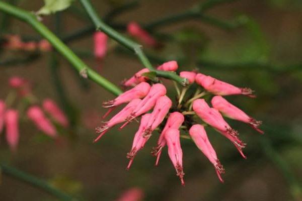 紅雀珊瑚怎么養 紅雀珊瑚養殖方法與注意事項
