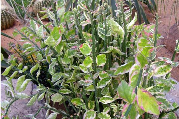 紅雀珊瑚怎么養 紅雀珊瑚養殖方法與注意事項