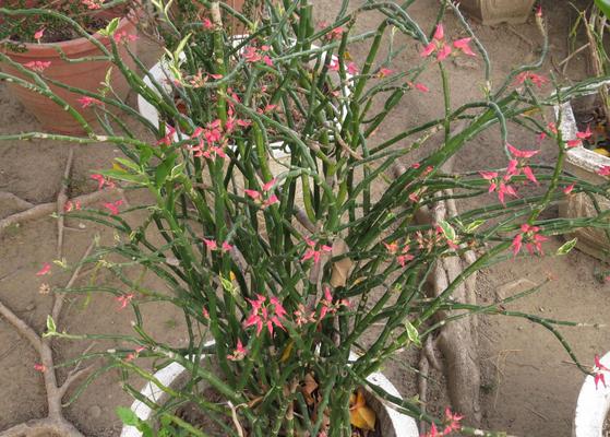 紅雀珊瑚怎么養 紅雀珊瑚養殖方法與注意事項