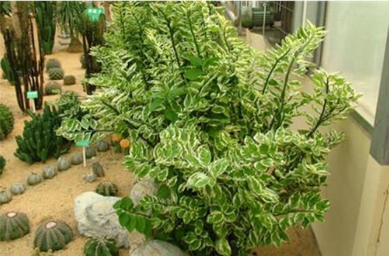 紅雀珊瑚怎么養 紅雀珊瑚養殖方法與注意事項