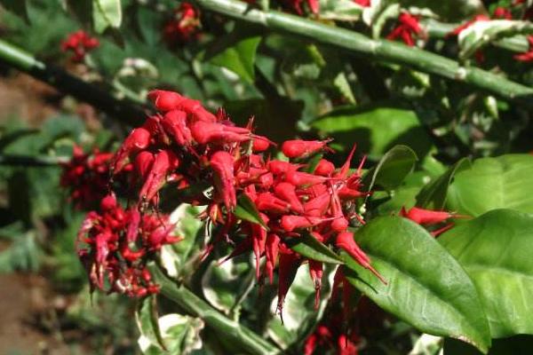 紅雀珊瑚怎么養 紅雀珊瑚養殖方法與注意事項