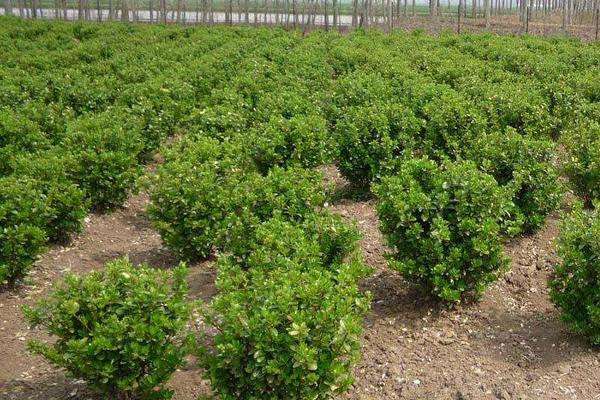 冬青樹圖片大全 冬青花語及寓意 冬青樹有哪些種類