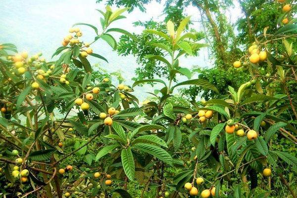 黃金果市場價格多少錢一斤 黃金果是什么