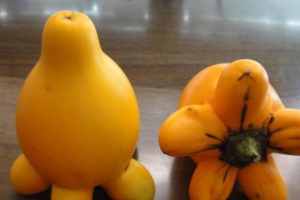 黃金果市場價格多少錢一斤 黃金果是什么