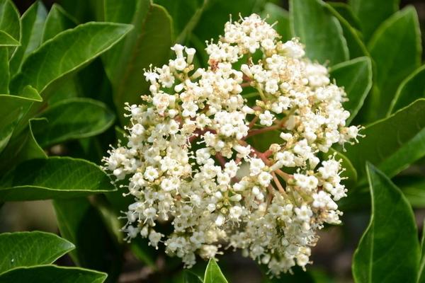 冬青樹圖片大全 冬青花語及寓意 冬青樹有哪些種類