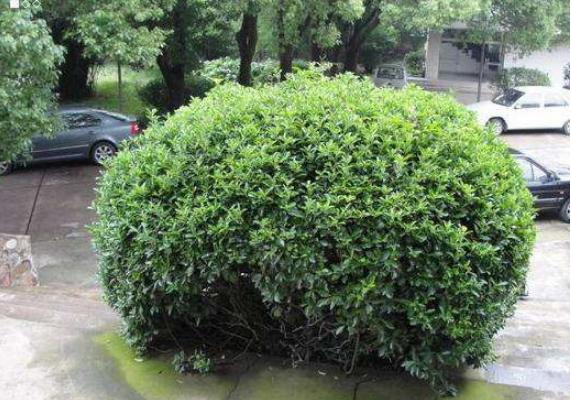 冬青樹圖片大全 冬青花語及寓意 冬青樹有哪些種類