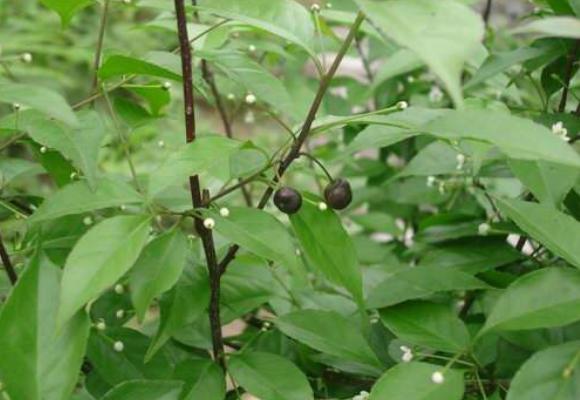 冬青樹圖片大全 冬青花語及寓意 冬青樹有哪些種類