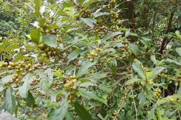 冬青樹圖片大全 冬青花語及寓意 冬青樹有哪些種類