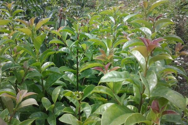 冬青樹圖片大全 冬青花語及寓意 冬青樹有哪些種類