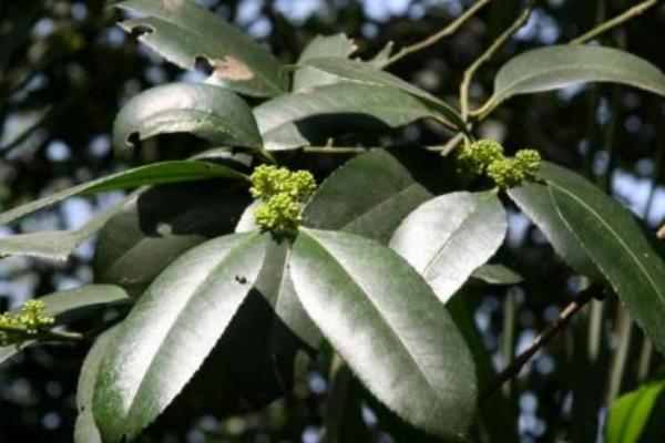 冬青樹圖片大全 冬青花語及寓意 冬青樹有哪些種類