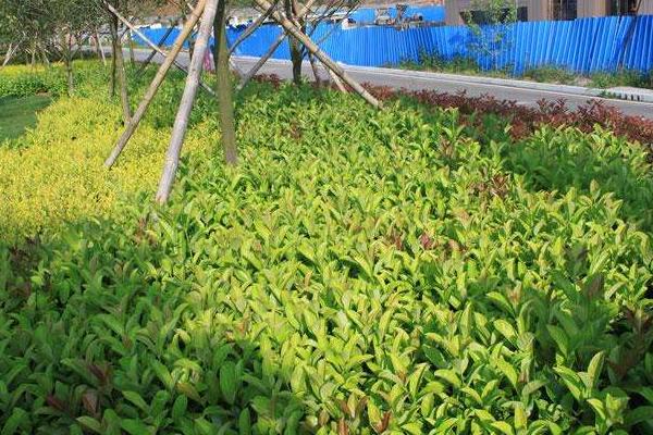 冬青樹圖片大全 冬青花語及寓意 冬青樹有哪些種類