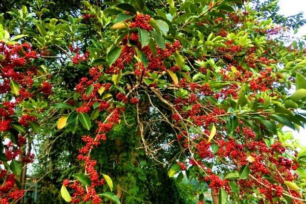 冬青樹圖片大全 冬青花語及寓意 冬青樹有哪些種類