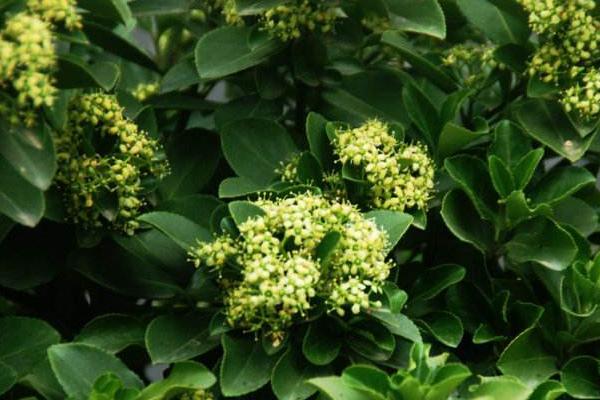 冬青樹圖片大全 冬青花語及寓意 冬青樹有哪些種類