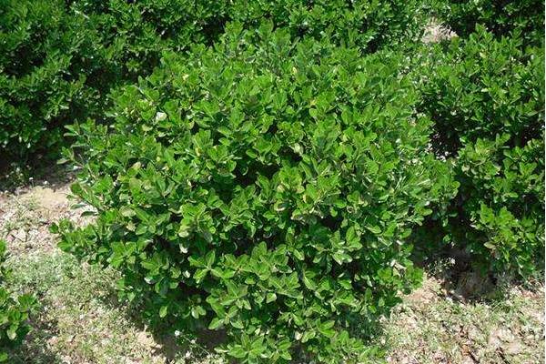 冬青樹圖片大全 冬青花語及寓意 冬青樹有哪些種類