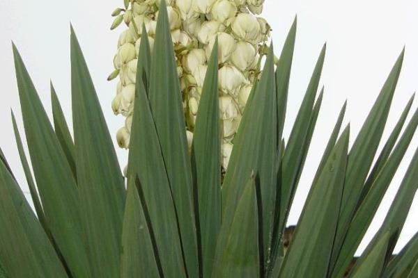 荷蘭鐵怎么澆水（多久澆一次） 荷蘭鐵的繁殖方法