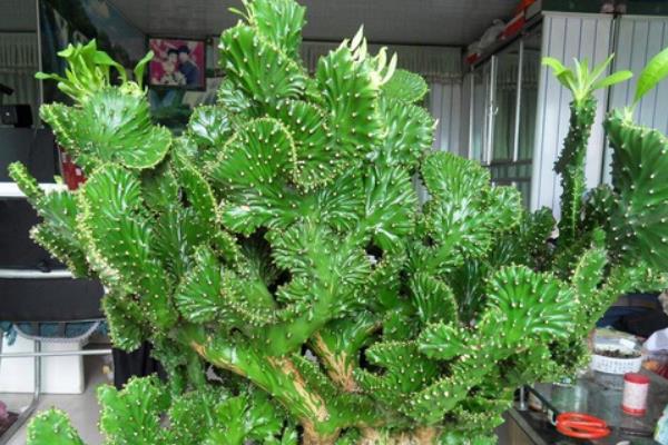 麒麟掌和玉麒麟的區別是什么 麒麟掌是否可以家養