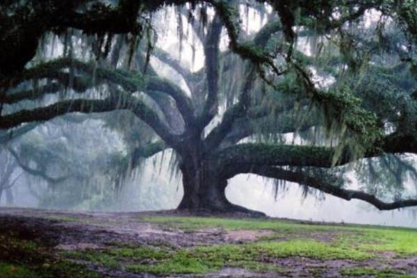 橡樹怎么種 橡樹種植方法與注意事項