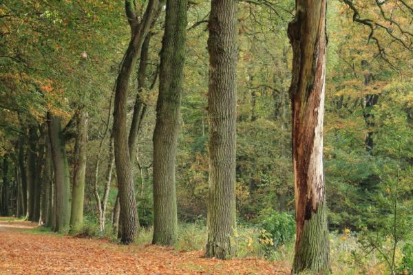 橡樹怎么種 橡樹種植方法與注意事項