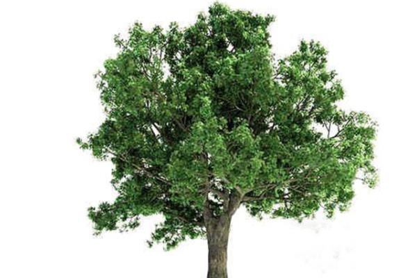 橡樹怎么種 橡樹種植方法與注意事項