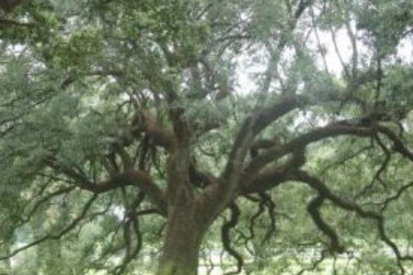 橡樹怎么種 橡樹種植方法與注意事項