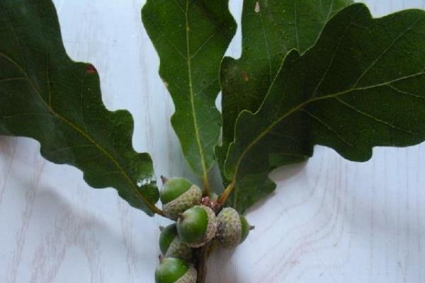 橡樹怎么種 橡樹種植方法與注意事項