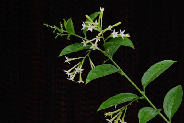 夜來香種子市場價格多少錢一斤 夜來香種子怎么種