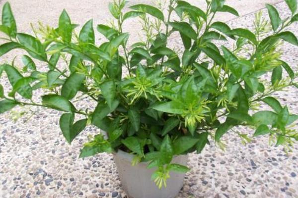 夜來香種子市場價格多少錢一斤 夜來香種子怎么種