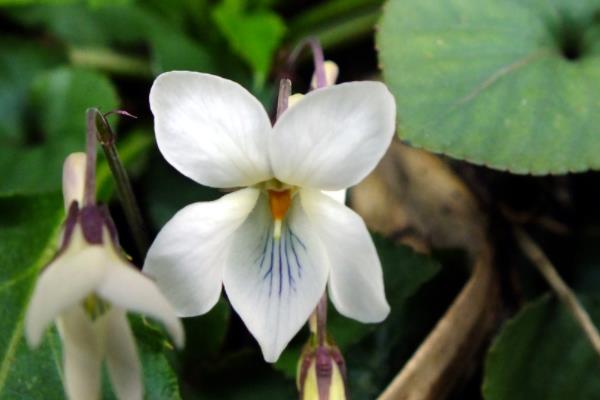 夜來香種子市場價格多少錢一斤 夜來香種子怎么種