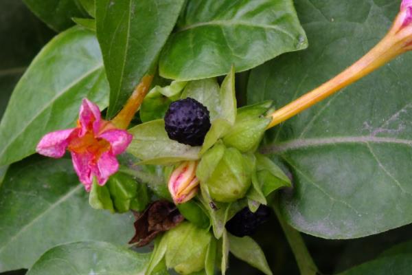 夜來香種子市場價格多少錢一斤 夜來香種子怎么種