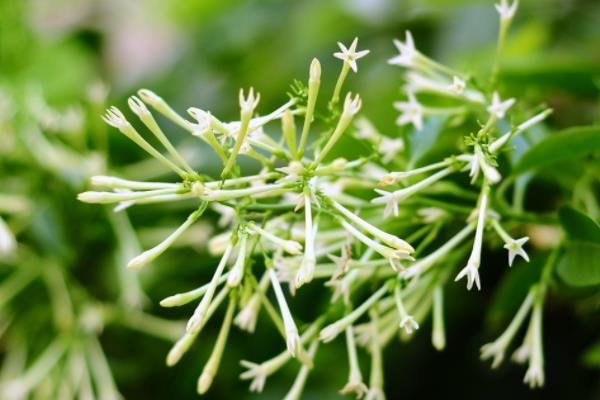 夜來香種子市場價格多少錢一斤 夜來香種子怎么種