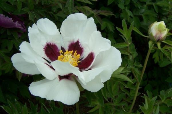 紫斑牡丹苗市場價格多少錢一棵 紫斑牡丹主要價值