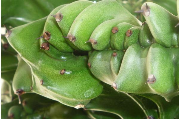 家庭養麒麟掌好嗎 養麒麟掌對風水的作用