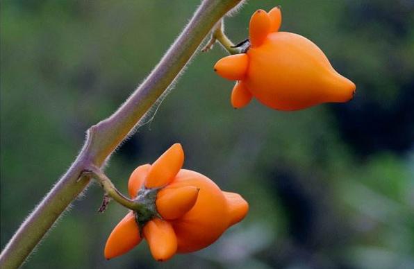 黃金果圖片大全 黃金果怎么吃