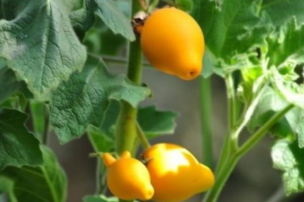 黃金果圖片大全 黃金果怎么吃