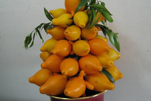 黃金果圖片大全 黃金果怎么吃