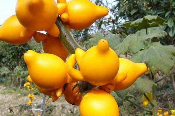 黃金果圖片大全 黃金果怎么吃