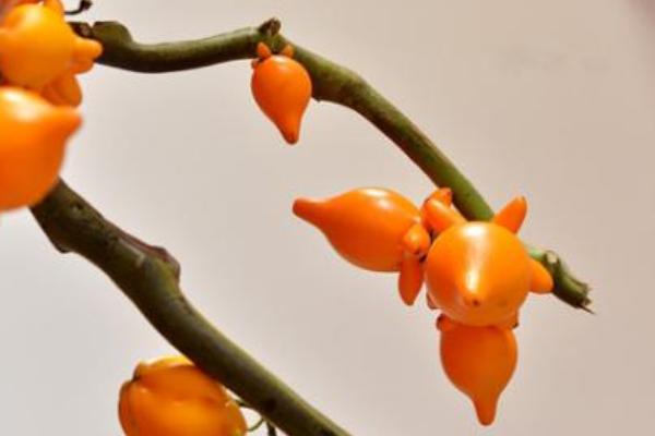 黃金果圖片大全 黃金果怎么吃