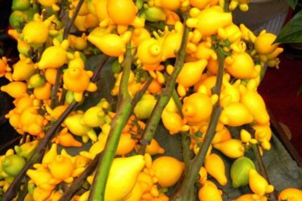 黃金果圖片大全 黃金果怎么吃